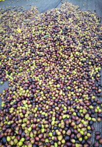 olio