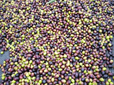 olio